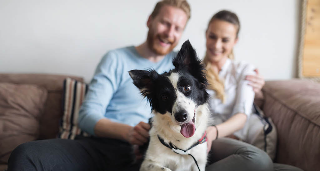 couple-holding-spunky-black-and-white-dog